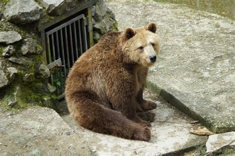무료 이미지 야생 생물 동물원 모피 모호한 포유 동물 기분 좋은 휴식 동물 상 갈색 곰 주둥이 척골가 있는