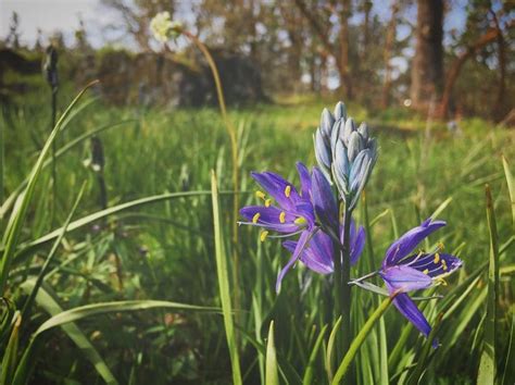 10 Oregon Wildflower Hikes That Are Blooming Right Now Wild Flowers