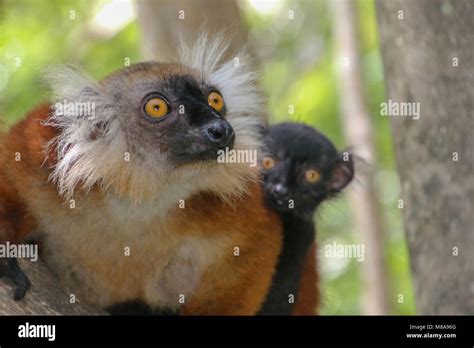 Nosy Be Madagascar Black Lemur Hi Res Stock Photography And Images Alamy
