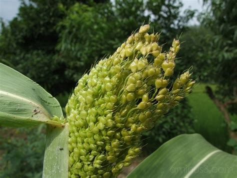 Corn Flower Plant And Nature Photos Saeed Rasoulof Photoblog