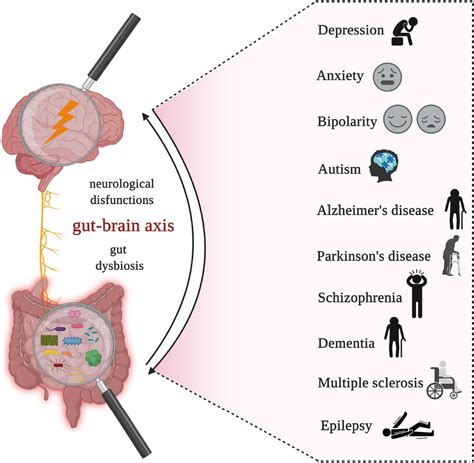 frontiers guts imbalance imbalances the brain a review of gut microbiota association with