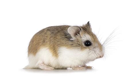 Roborovski Hamster Sobre Fondo Blanco Foto De Archivo Imagen De Macro
