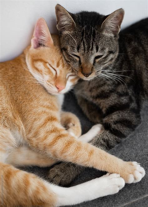 Two Friends Of A Cat Lie Together And Have A Rest Cute Cats By