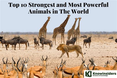 Top 10 Strongest Animals In The World Knowinsiders