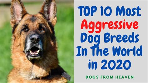 Top 10 Most Aggressive Dog Breeds In The World In 2020 Youtube
