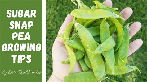 Gardening How To Plant Sugar Snap Peas From Seed To Harvest Youtube