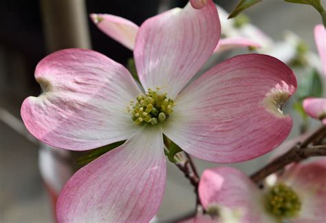 Pink Dogwood Flower State Flower Of Virginia And North Carolina