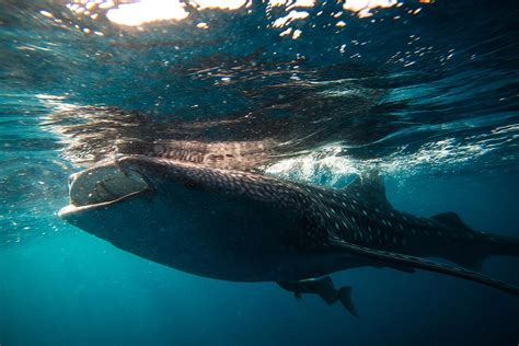 Swimming With Whale Sharks Underwater Photography Gallery