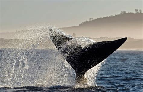 A Whale Of A Time In Gansbaai Africa Geographic