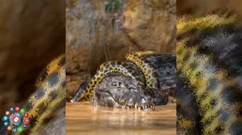 Viral Video Shows Giant Anaconda Wrapped Around Alligator Youtube