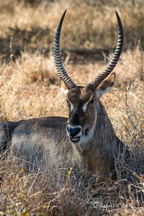 African Safari Animals 32 Amazing Beasts To See In Africa