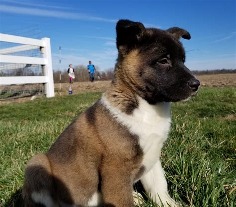 Get matched with a pupper from a responsible akita breeder near you. Yip - pup ACA American Akita for sale at Union City, Ohio ...