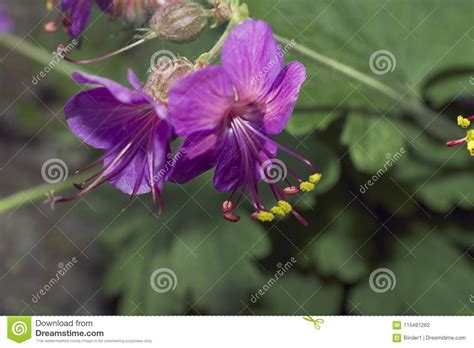 Very Pretty Colorful Spring Flower In The Sunshine Stock Photo Image