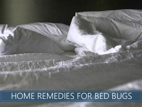 Homemade Bed Bug Remedies How To Repel And Get Rid Of Them