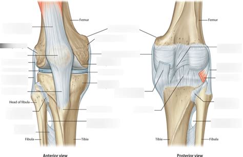 Knee Joint Anatomy Infographic Diagram Anterior Posterior Views Stock