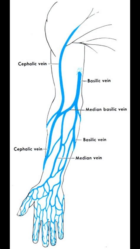 Vein Plotting Anatomy And Physiology Medical Laboratory Phlebotomy