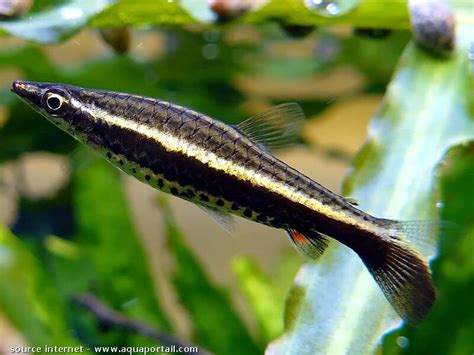 Пецилобрикон обыкновенный, nannostomus eques, poecilobrycon eques, студия аквадизайна владимира ходаковского, рыба для травника, praeclara.ru. Nannostomus eques (Poisson-crayon brun) - AquaPortail