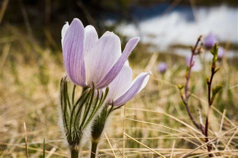 Rocky Mountain Flowers Explore Jasper National Park Alberta Canada