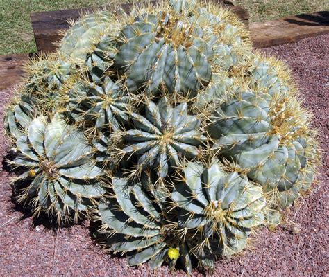 Ferocactus Glaucescens Native To Mexico Cactus Cactus Plants