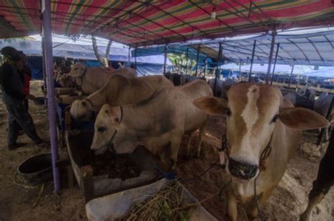 Panduan Dan Tata Cara Pemotongan Hewan Kurban Di Masa Ppkm Darurat Pada