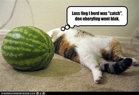 Dairy that are safe for cats. 15 Things About Can Cats Eat Watermelon | Why Cats Enjoy ...