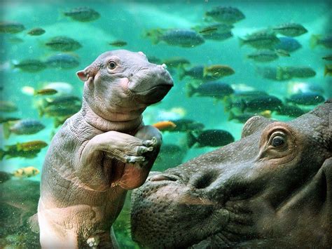Mały Hipopotam Woda