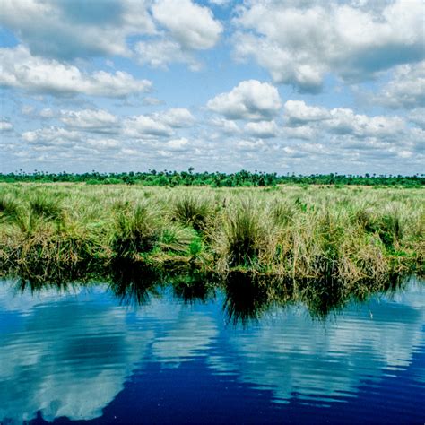 Restoring The Everglades Will Benefit Both Humans And Nature News