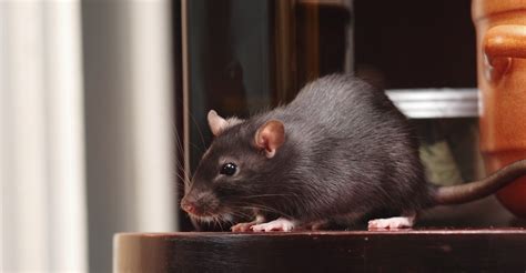 Necessary Details For Rats And Pest Control Services Rat Pest Control