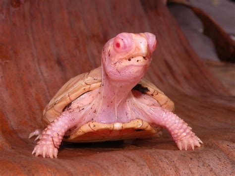 Albino Eastern Box Turtle Tortoise Forum