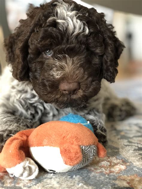 Friend me on facebook using my registration name: Meet Como, our Lagotto Romagnolo pup! : aww