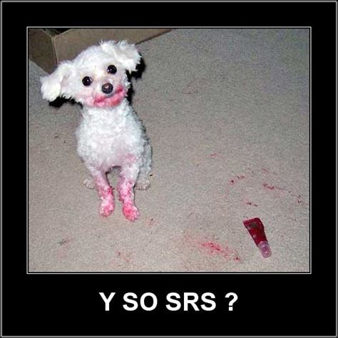 Dog Why So Serious Funny Dog Pictures Funny Pictures