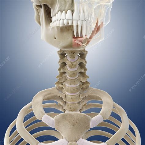 Suprahyoid Muscles Artwork Stock Image C0130802 Science Photo