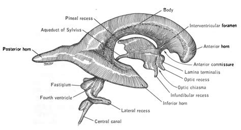 The Ventricular System Of The Brain Online Medical Library