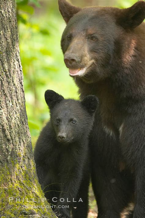 American Black Bear Ursus Americanus Orr Minnesota 18785