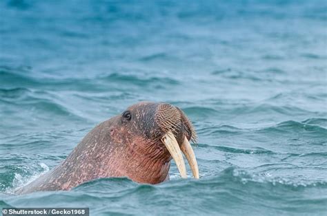 Viking Civilisation In Greenland Collapsed After Over Hunting Walruses