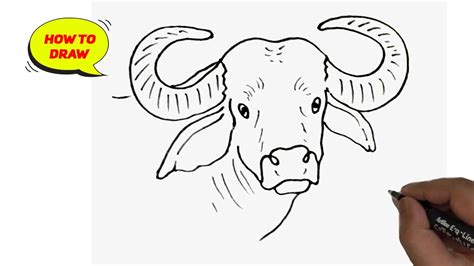 Buffalo Head Line Drawing How To Draw A Buffalo Head Easy And Step By