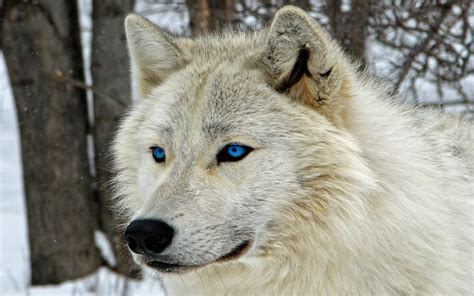 White Wolf With Blue Eyes Wallpapers 4k Hd White Wolf With Blue Eyes