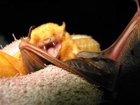 Scientists Unlock Secret Of Rabies Transmission In Bats All Images Nsf National Science