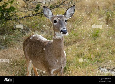 Extreme Close Up Of Female Whitetail Deer Stock Photo Alamy