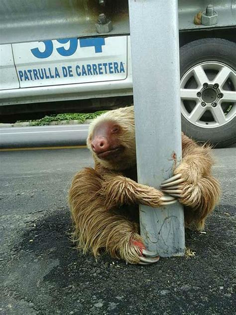 Adorable But Frightened Sloth Rescued From Side Of Highway