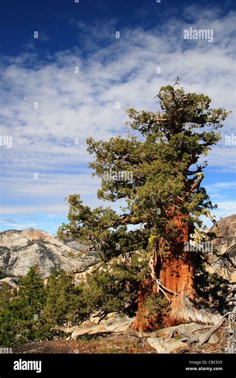 Sierra Juniper Or Juniperus Occidentalis Tree In Yosemite National Park