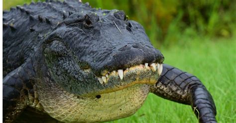 Alligator Lifespan How Long Do Alligators Live A Z Animals