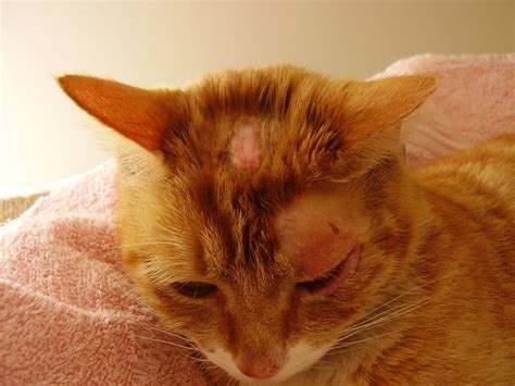 Ringworm In Cats Can Be A Serious Health Issue Kittentoob
