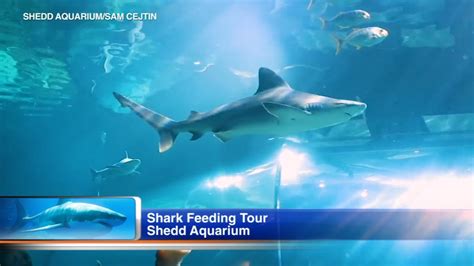 Escape The Cold And Feed Sharks At Shedd Aquariums Shark Feeding Tour