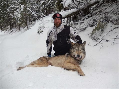 Gray Wolves And Predators Clark Fork Outfitters