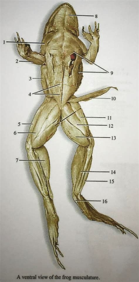 Frog Muscular System Ventral View Diagram Quizlet