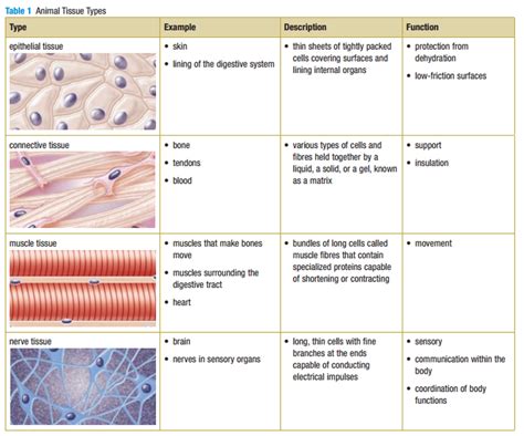 Types Of Nervous Tissues Slideshare