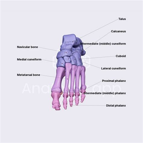 Bones Of Foot Skeleton Of The Lower Limb Lower Extremity Anatomy