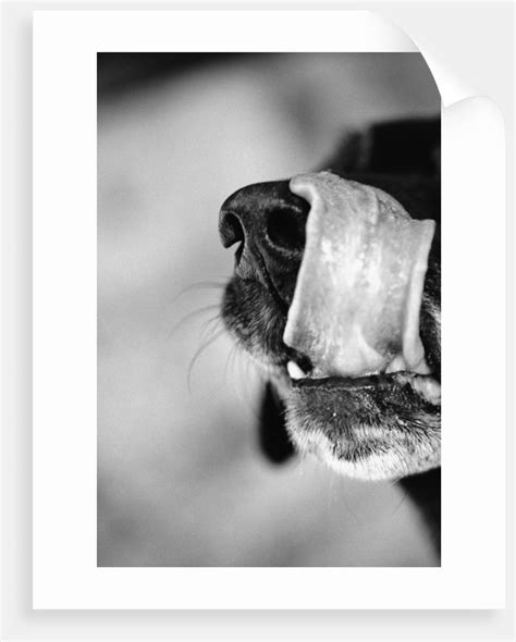 Dog Licking Nose Posters And Prints By Corbis