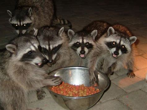 Raccoon Medicine Great Power To Show How To Live In The Now